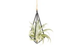 Hanging Metal Pendant With Custom Tillandsia Air Plants 10 Hanging Metal Pendant With Custom Tillandsia Air Plants -Air Plant World Hanging Metal Pendant Tillandsia Air Plants 1 247eba50 9c81 4608 9791 3224862237e2
