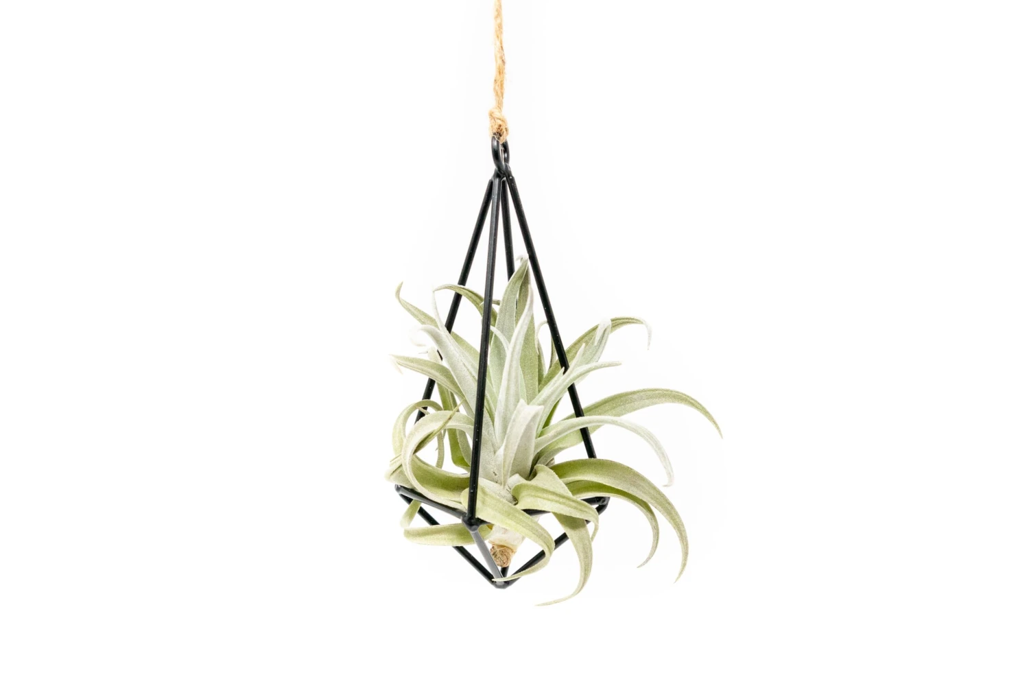 Hanging Metal Pendant With Custom Tillandsia Air Plants 4 Hanging Metal Pendant With Custom Tillandsia Air Plants - Image 4