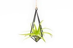 Hanging Metal Pendant With Custom Tillandsia Air Plants 9 Hanging Metal Pendant With Custom Tillandsia Air Plants -Air Plant World Hanging Metal Pendant Tillandsia Air Plants 2