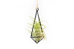 Hanging Metal Pendant With Assorted Tillandsia Air Plants -Air Plant World Hanging Metal Pendant Tillandsia Air Plants 3