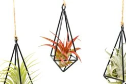 Hanging Metal Pendant With Custom Tillandsia Air Plants