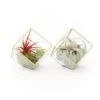Heptahedron Geometric Glass Terrariums - Set Of 2 - With Tillandsia Red Abdita, Ionantha And Small Xerographica