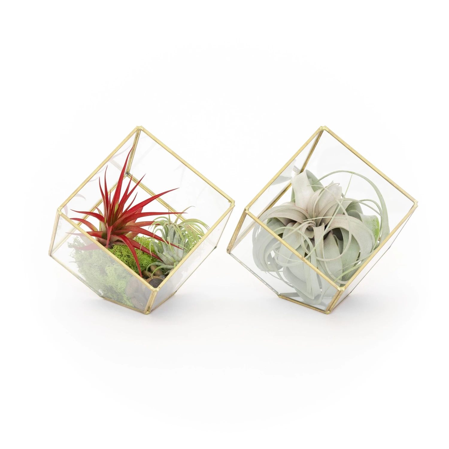 Heptahedron Geometric Glass Terrariums - Set Of 2 - With Tillandsia Red Abdita, Ionantha And Small Xerographica 1 Heptahedron Geometric Glass Terrariums - Set Of 2 - With Tillandsia Red Abdita, Ionantha And Small Xerographica
