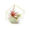 Heptahedron Geometric Glass Terrarium With Tillandsia Red Abdita And Ionantha Air Plants