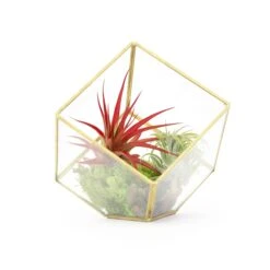 Heptahedron Geometric Glass Terrarium With Tillandsia Red Abdita And Ionantha Air Plants