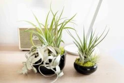 Large Fully Assembled Air Plant Bowl Garden 23 Large Fully Assembled Air Plant Bowl Garden -Air Plant World Hotel Lifestyle Wholesale 23