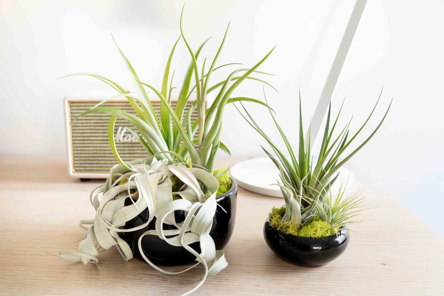 Large Fully Assembled Air Plant Bowl Garden 12 Large Fully Assembled Air Plant Bowl Garden - Image 12