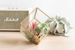 Heptahedron Geometric Glass Terrarium - Gold Metallic Finish - Trendy Holder For Tillandsia Air Plants -Air Plant World Hotel Lifestyle Wholesale 8