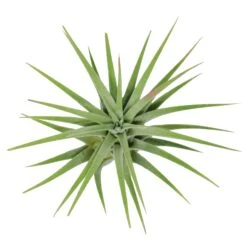 Tillandsia Ionantha Huamelula Maxima Air Plants - Rare -Air Plant World Huamelula2