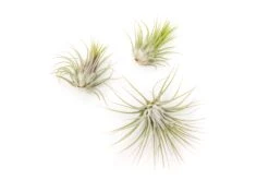 SALE - XL Tillandsia Ionantha Guatemala Air Plants - Set Of 10 Or 20 - 40% Off -Air Plant World Ionantha Guatemala Tillandsia Air Plant 1