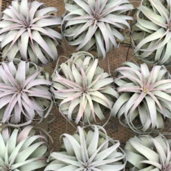 SALE - Spectacular Jumbo Tillandsia Xerographica - Set Of 3 Or 6 - 40% Off -Air Plant World Jumbo Xerographicas copy