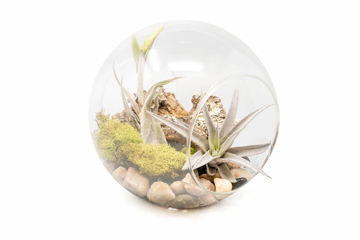 Large Hand-Blown Glass Terrarium With Tillandsia Caput Medusae & Harrisii 1 Large Hand-Blown Glass Terrarium With Tillandsia Caput Medusae & Harrisii