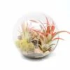 Large Hand-Blown Glass Terrarium With Tillandsia Red Abdita & Ionantha Guatemala