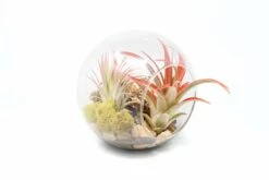Large Hand-Blown Glass Terrarium With Tillandsia Red Abdita & Ionantha Guatemala