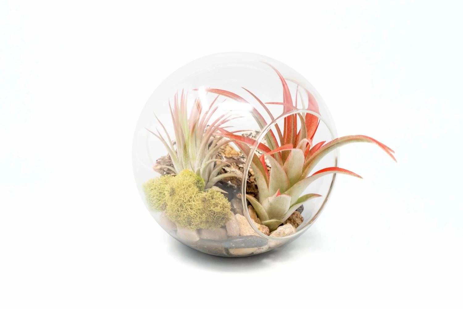 Large Hand-Blown Glass Terrarium With Tillandsia Red Abdita & Ionantha Guatemala 1 Large Hand-Blown Glass Terrarium With Tillandsia Red Abdita & Ionantha Guatemala