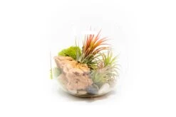 Large Hand-Blown Glass Terrarium With 3 Tillandsia Ionantha Air Plants -Air Plant World Large Glass Terrarium Three Tillandsia Ionantha Guatemala Air Plants 3