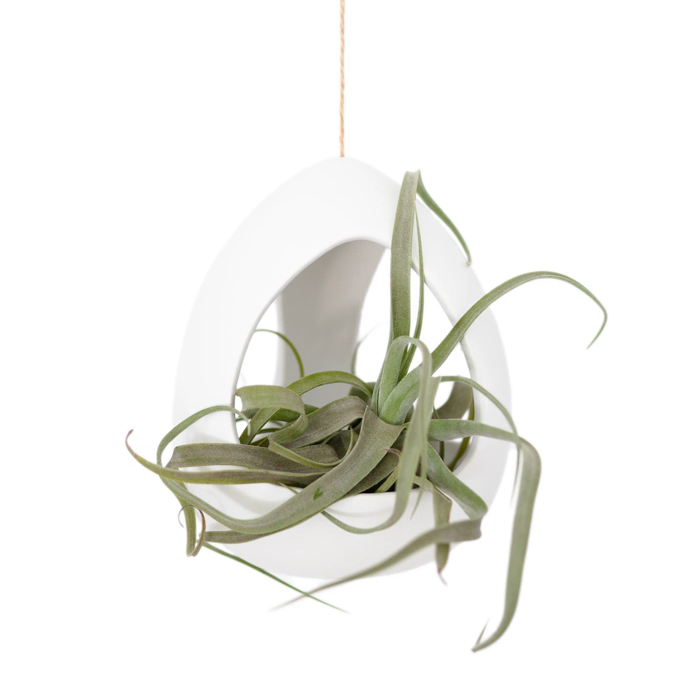 Large White Ceramic Hanging Pod With Two Assorted Tillandsia Plants 2 Large White Ceramic Hanging Pod With Two Assorted Tillandsia Plants - Image 2