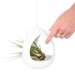 Large White Ceramic Hanging Pod With Two Assorted Tillandsia Plants 7 Large White Ceramic Hanging Pod With Two Assorted Tillandsia Plants -Air Plant World Large White Ceramic Hanging Pod Air Plant 5 87be534b 9d9a 4d56 b75a 165d6fd8d56b