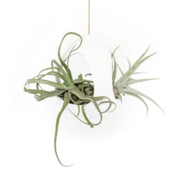 Large White Ceramic Hanging Pod With Two Assorted Tillandsia Plants