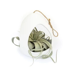 Large White Ceramic Hanging Pod -Air Plant World Large White Ceramic Hanging Pod Air Plant Xerographia 2