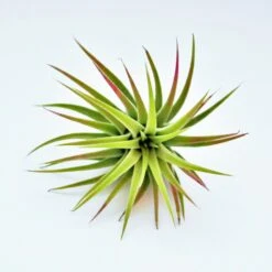Tillandsia Ionantha Huamelula Maxima Air Plants - Rare -Air Plant World MG 4499 Copy