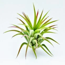 Tillandsia Ionantha Huamelula Maxima Air Plants - Rare -Air Plant World MG 4504 Copy