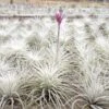 BLOOM SALE - XXL Tillandsia Tectorum Ecuador Air Plant