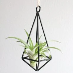 Gift Wrapped Hanging Metal Pendant With Assorted Tillandsia Air Plants -Air Plant World Metal Pendant Air Plant 2