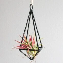 Gift Wrapped Hanging Metal Pendant With Assorted Tillandsia Air Plants -Air Plant World Metal Pendant Air Plant 3