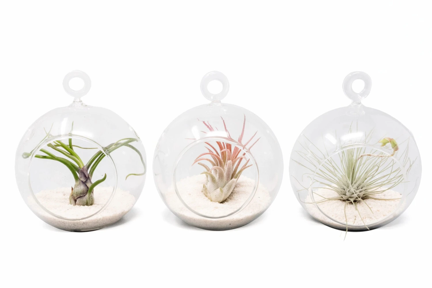 Mini Hanging Flat Bottom Beach Terrariums With White Or Black Sand 1 Mini Hanging Flat Bottom Beach Terrariums With White Or Black Sand