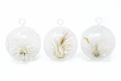 Mini Hanging Flat Bottom Glass Terrariums With Assorted Tillandsia Air Plants -Air Plant World MiniHangingFlatBottomGlassTerrariumswithAssortedTillandsiaAirPlants2 eeebcbf6 2761 466a 9093 363ce7884278