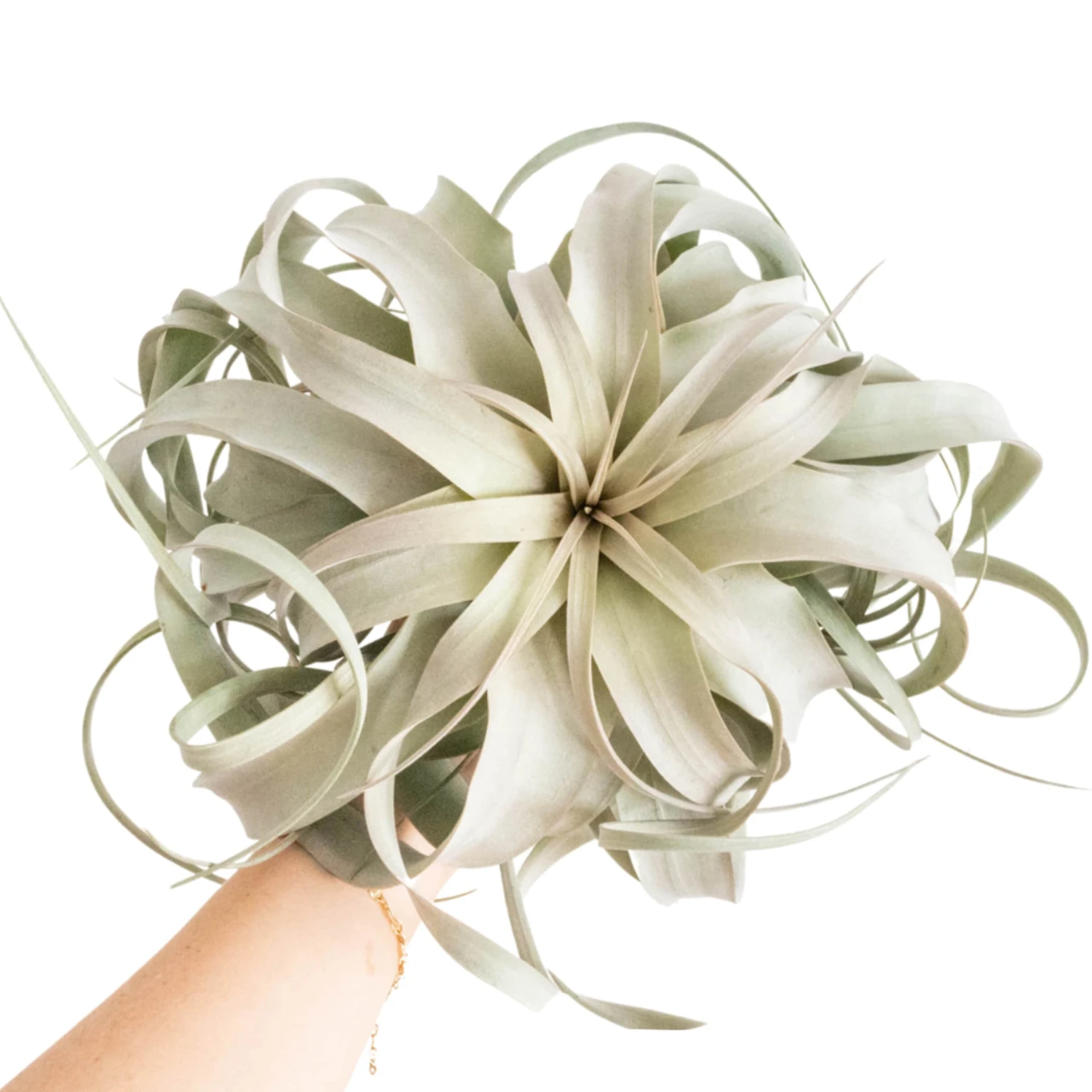 Spectacular Jumbo Tillandsia Xerographica / 8+ Inches Wide 1 Spectacular Jumbo Tillandsia Xerographica / 8+ Inches Wide