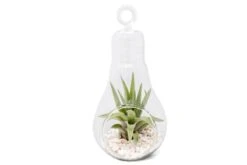 Hanging Light Bulb Terrarium With Crushed White Stones And Tillandsia Air Plant