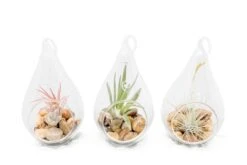 SALE - Set Of 3 Airy Teardrop Terrariums With Flat Bottoms