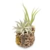 Natural Cork Bark Planters With Assorted Tillandsia Air Plants