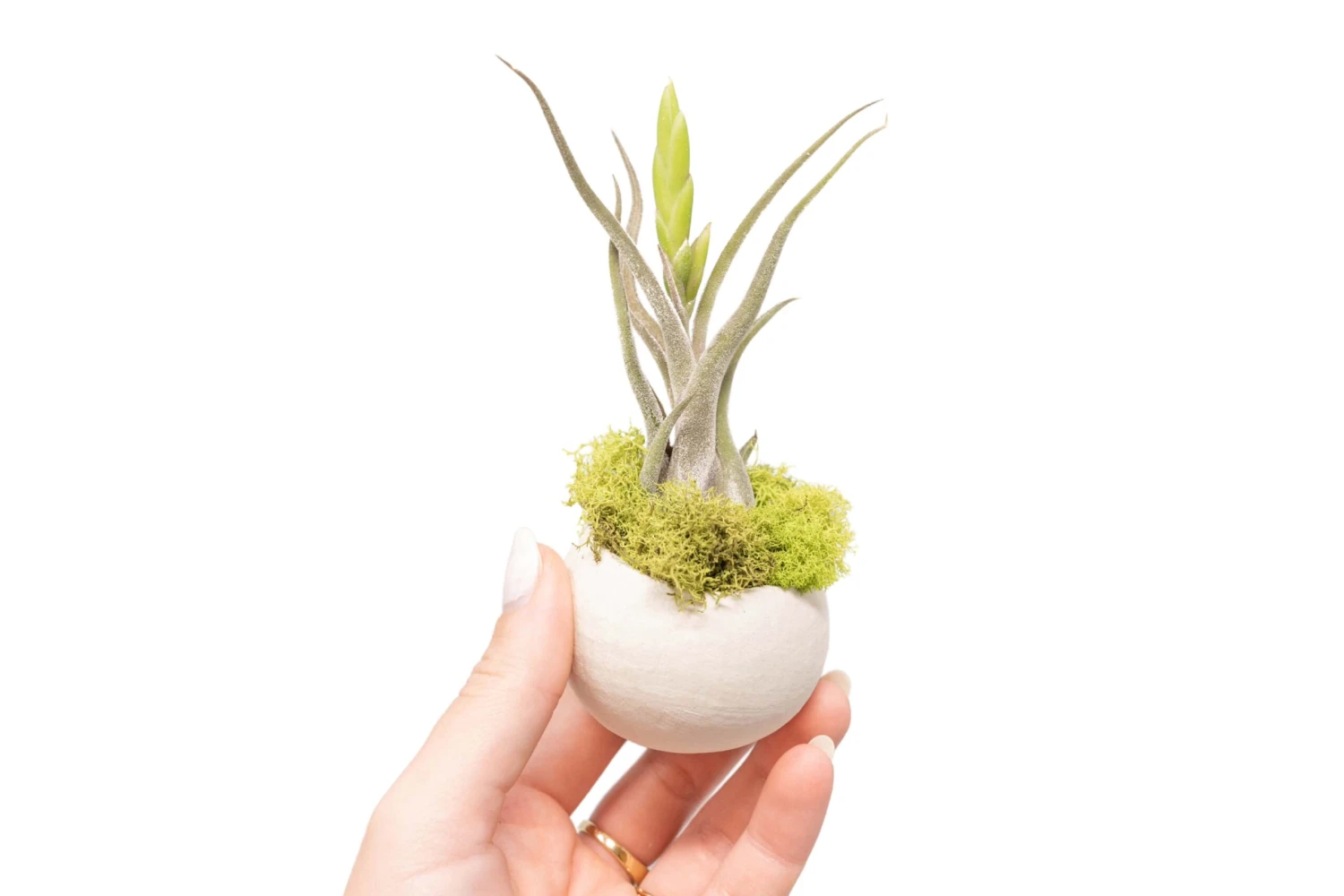Natural Seed Pod Container With Assorted Tillandsia Air Plant 1 Natural Seed Pod Container With Assorted Tillandsia Air Plant