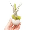 Single Natural Seed Pod Container With Assorted Tillandsia Air Plant