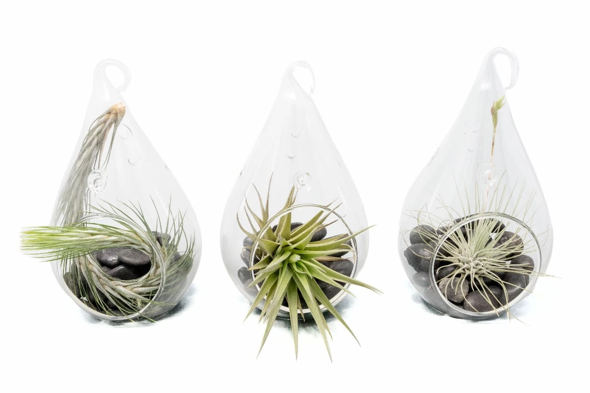 SALE - Set Of 3 Funky Teardrop Terrariums With Flat Bottoms 1 SALE - Set Of 3 Funky Teardrop Terrariums With Flat Bottoms