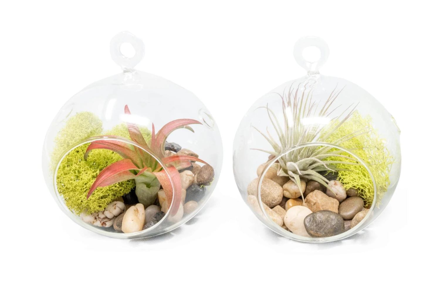 Set Of 2 Stunning Hanging Glass Terrariums With Flat Bottoms 1 Set Of 2 Stunning Hanging Glass Terrariums With Flat Bottoms
