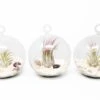 Set Of 3 Beachy Globe Terrariums With White Sand