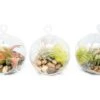 Set Of 3 Stunning Hanging Glass Terrariums With Flat Bottoms