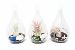 Teardrop Beach Terrariums With Black Sand -Air Plant World Setof3TeardropBeachTerrariumswithBlackSand cfbbd8e7 b72c 4337 bc36 e1b95aeaa11c