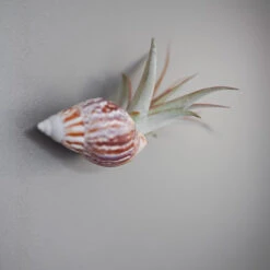 Set Of 3 Seashell Magnets With Tillandsia Air Plants -Air Plant World Shell Magnet Tillandsia Air Plant 4