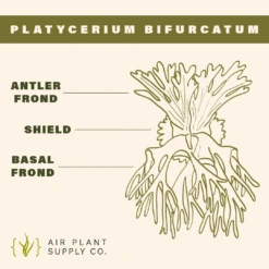 Staghorn Fern Mounted On A Cedar Plank -Air Plant World Staghorn AirPlantDishInsertCard 4 1
