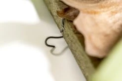 Staghorn Fern Mounted On A Cedar Plank -Air Plant World Staghorn Fern 2