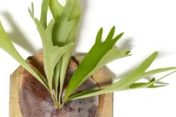 Staghorn Fern Mounted On A Cedar Plank -Air Plant World Staghorn Fern 3