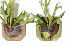 Staghorn Fern Mounted On A Cedar Plank -Air Plant World Staghorn Fern 4