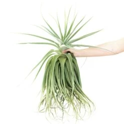 Huge Tillandsia Straminea 'Thick Leaf' - Specimen Plants - Limited Quantities