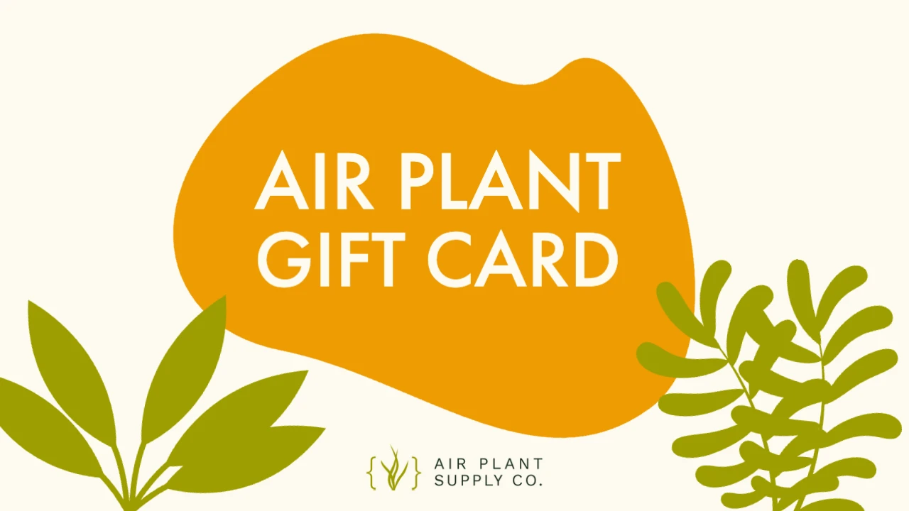 Air Plant Supply Co. E-Gift Card 2 Air Plant Supply Co. E-Gift Card - Image 2