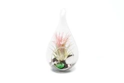 Set Of 3 Teardrop Beach Terrariums With Black Sand 5 Set Of 3 Teardrop Beach Terrariums With Black Sand -Air Plant World TeardropBeachTerrariumswithBlackSand b505c46a 5157 40a5 a837 b693545afa4b